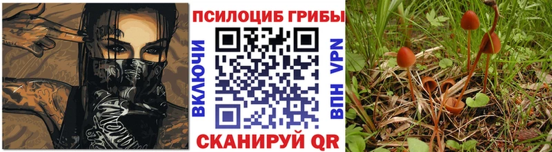 kraken вход  Сельцо  Псилоцибиновые грибы Psilocybe 